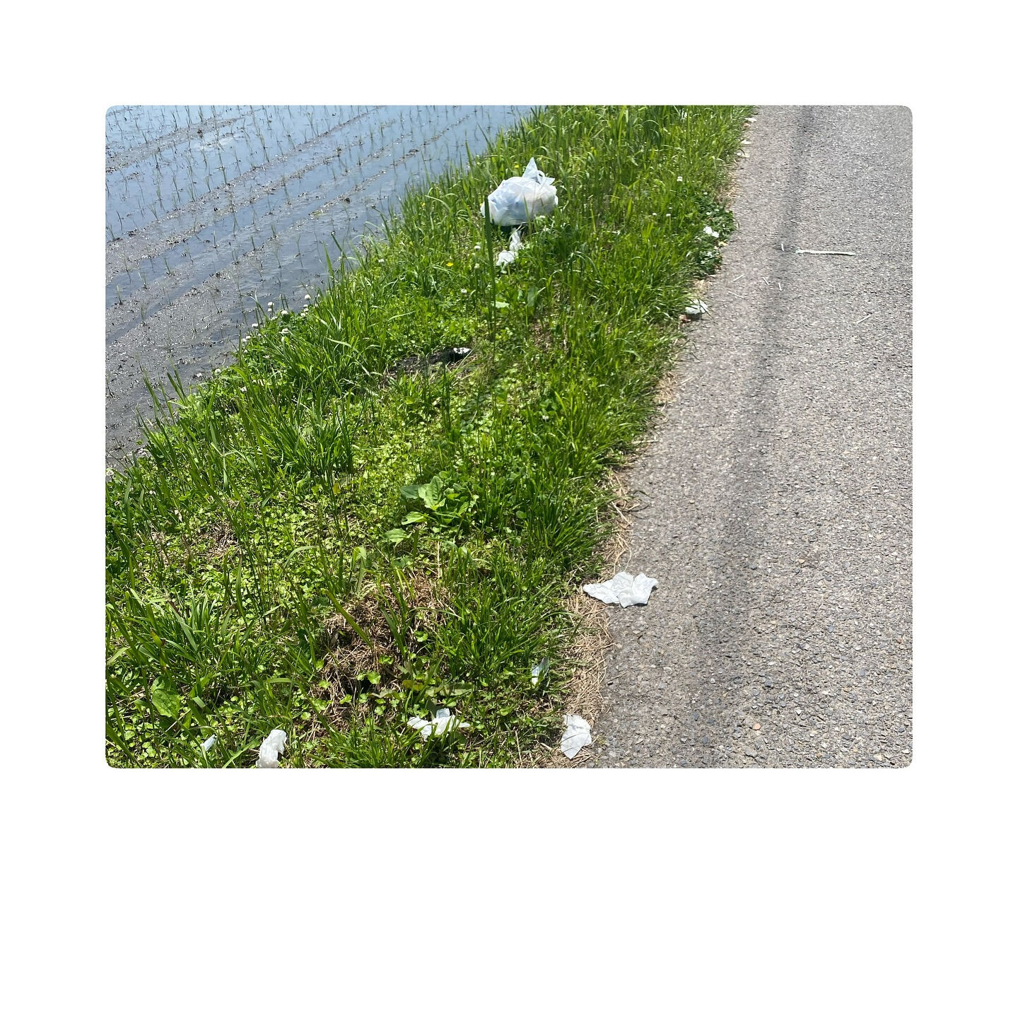 ︎この日は近所のゴミ拾い^^
